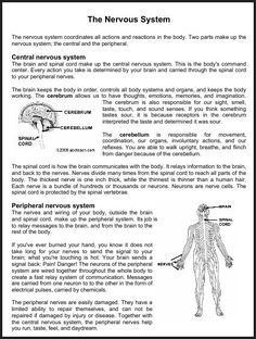 the nervous system and its functions are shown in this manual for students to learn how to use