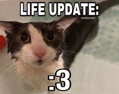 a black and white cat sitting in a bathtub with the caption life update 3