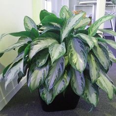 a green and white plant in a black pot