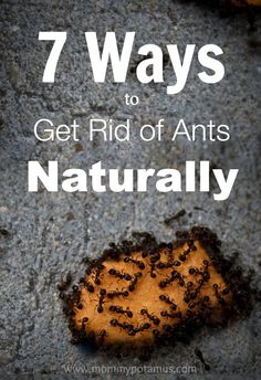 an image of ants on the ground with text that reads 7 ways to get rid of ants naturally