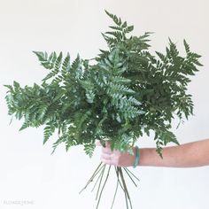 a person holding a bunch of green plants