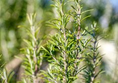 a close up view of some green plants