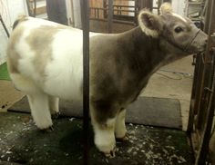 a cow is standing in an enclosure and looking at the camera while it's being milked