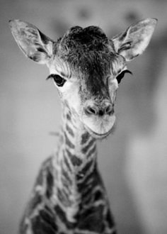 a baby giraffe looks at the camera with an intense look on its face