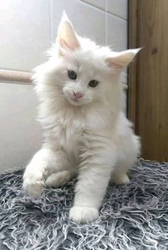 a white cat sitting on top of a rug