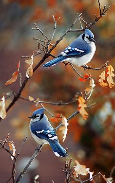 two blue jays perched on the branches of a tree with leaves in fall colors