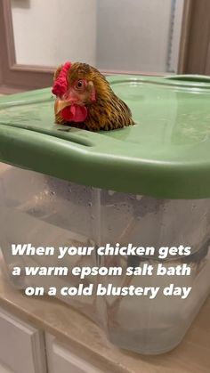 a chicken sitting on top of a bath tub filled with water