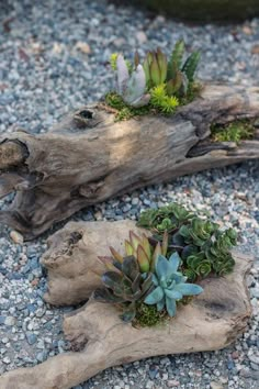 two pieces of driftwood with succulents and plants growing out of them