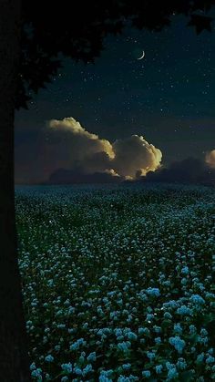 the night sky is full of clouds and stars above a field of blue flowers with white daisies