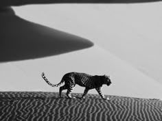 a black and white photo of a cheetah walking on sand dunes with the shadow of an object in the background