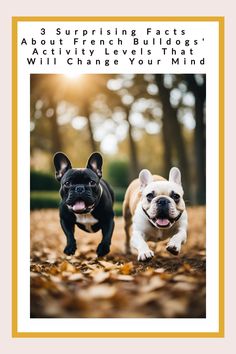 Two French Bulldogs running through a forest with autumn leaves. Lilac French Bulldog, Best Apartment Dogs, Active Dogs, Outside Dogs, Loyal Dogs