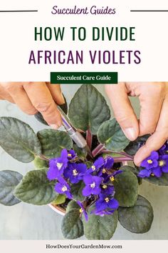 how to divide african violets