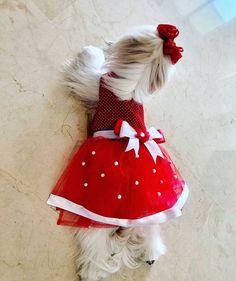 a small white dog wearing a red and white dress with polka dots on it's chest