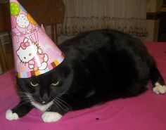 a black cat wearing a hello kitty party hat