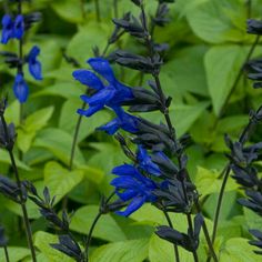 Black And Blue Salvia, Salvia Plant, Sky Blue Flowers, Gardening Style, Blue Salvia, Salvia Plants, Blue Hummingbird, Hummingbird Plants, Piet Oudolf