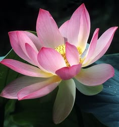 a pink lotus flower with green leaves in the background