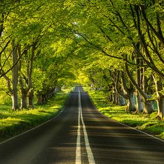 the road is lined with trees and grass on both sides, leading into the distance