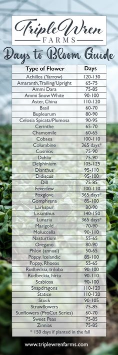 the top ten days to bloom guide for plants and flowers in an indoor plant nursery