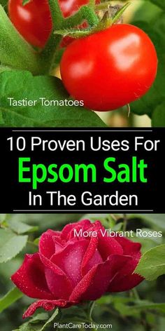 the top 10 proven uses for epsom salt in the garden - more vibrant roses