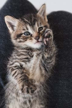 a small kitten sitting on top of a black chair holding its paw up to the camera