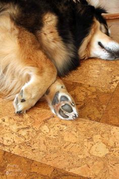 a dog is laying on the floor with his paw resting on its paws and it's eyes closed