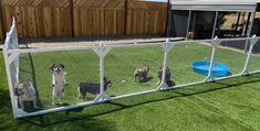 several dogs in a fenced off area playing with a ball and frisbee