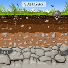 soil layers with rocks and plants on the ground