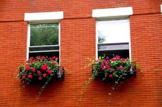 two windows with flower boxes on the side of a red brick building stock photos and royalty illustrations