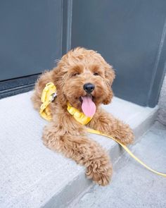 a brown dog with a yellow leash sitting on the steps and looking at the camera