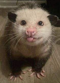 FOR REAL YA'LL Opposum Aesthetic, Pet Opposum, Opossums Cute, How To Draw An Opossum, Possums Cute, Opposum Wallpaper