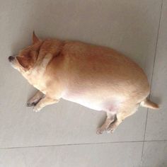 a small dog is sleeping on the floor