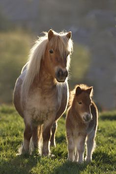 an adult and baby horse standing in the grass