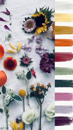 an assortment of flowers are arranged on a white surface with color swatches in the background