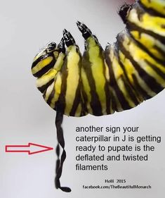 a close up of a caterpillar on a piece of paper with an arrow pointing to it