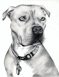 a black and white drawing of a dog's face with his collar on, looking to the side