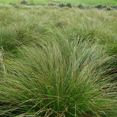 some very pretty green grass in a field