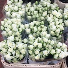 many white flowers are in plastic containers