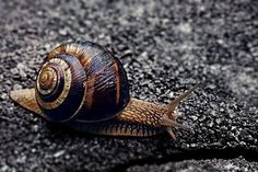 a snail that is sitting on the ground