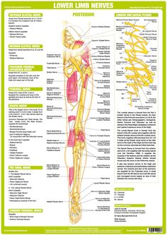 the lower limb and lower limb muscles are labeled in this diagram, with labels on each side