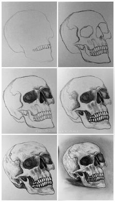 six different views of the same human skull