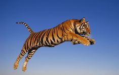 a tiger jumping in the air with its front paws on it's back legs