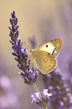 a yellow butterfly sitting on top of a purple flower next to the words bomb dia