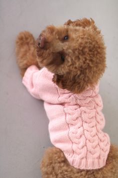 a brown dog wearing a pink sweater and sitting on its back with it's paw in the air