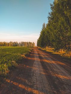 an empty dirt road surrounded by trees and grass