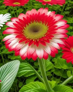 red and white flowers with green leaves in the background