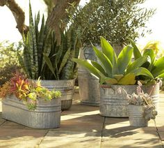 several potted plants sitting on a patio