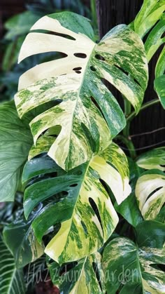 a large green leafy plant with white and yellow stripes on it's leaves