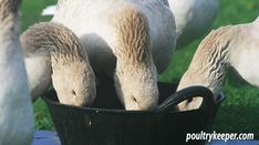 three white geese are standing in a bucket with their heads down and one is eating grass