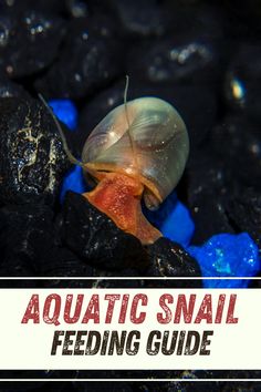 a slug crawling on some black rocks with the words aquatic snail feeding guide above it