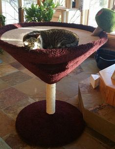 a cat laying on top of a scratching post in the middle of a living room